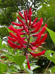 Erythrina × bidwillii