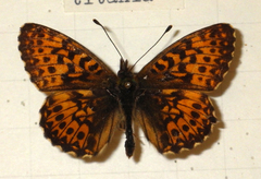 Boloria titania