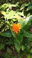 Lasianthaea macrocephala