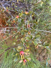 Crataegus uniflora