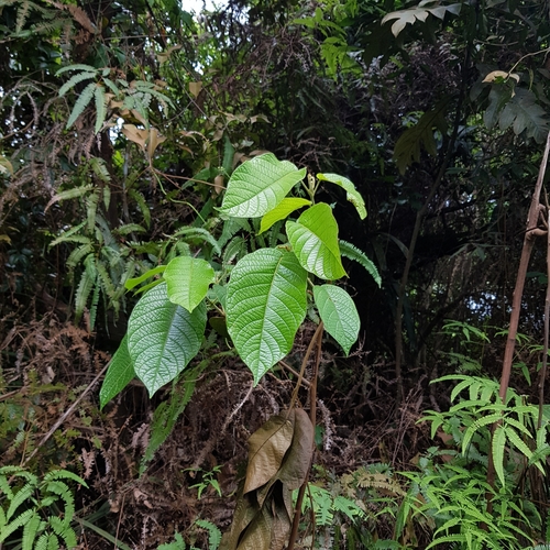 Baccaurea polyneura, photograph 2