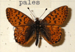 Boloria