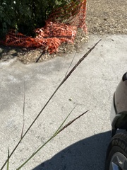 Sporobolus compositus