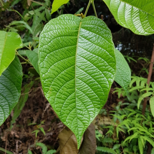 Baccaurea polyneura, photograph 3