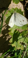Pieris rapae