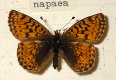 Boloria