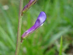 Vicia onobrychioides