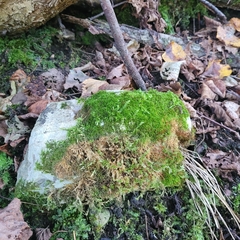Amblystegium