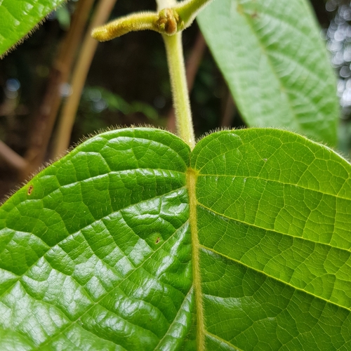 Baccaurea polyneura, photograph 4