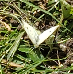 Pieris rapae