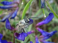 Eucera