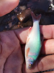 Cyprinella lutrensis