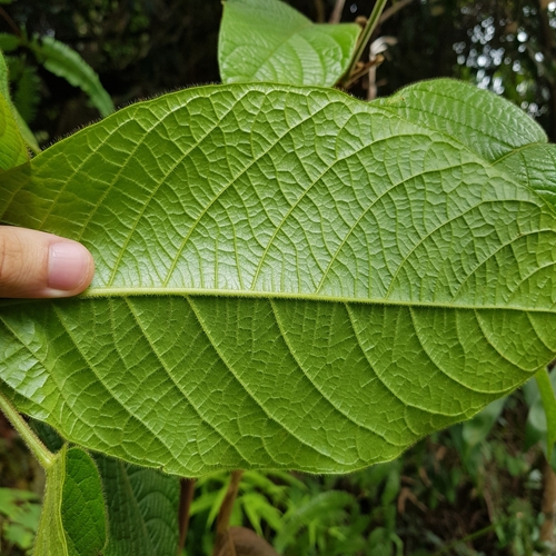 Baccaurea polyneura, photograph 5