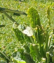 Pieris rapae
