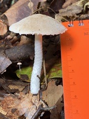 Inocybe