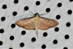 Herpetogramma bipunctalis