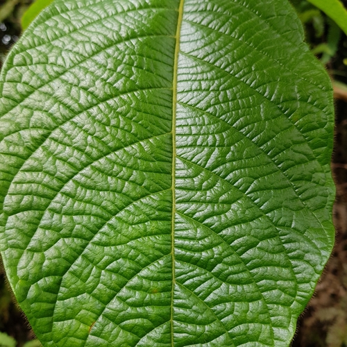 Baccaurea polyneura, photograph 6