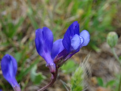 Vicia onobrychioides
