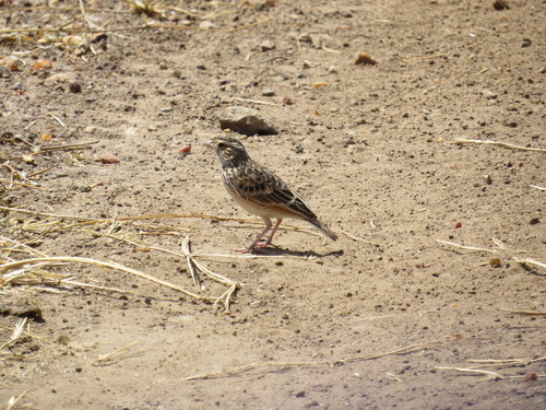 iNaturalist image