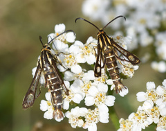 Pyropteron triannuliformis