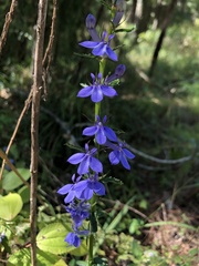 Lobelia amoena