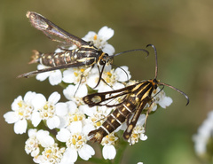 Pyropteron triannuliformis