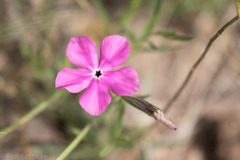Phlox nana