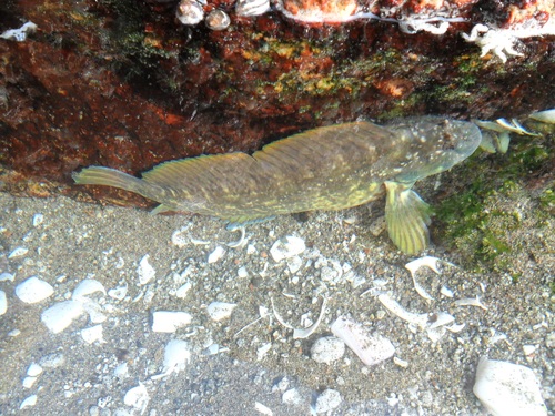 Giant blenny (Scartichthys gigas) — Blenniidae — 3