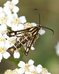 Pyropteron triannuliformis