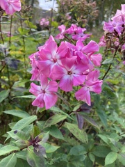 Phlox paniculata