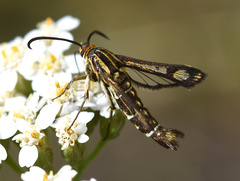 Pyropteron triannuliformis