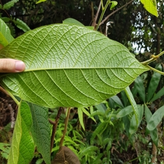 Baccaurea polyneura