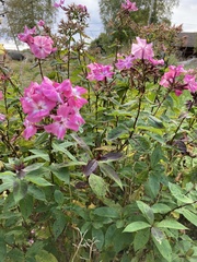Phlox paniculata