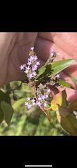 Verbena brasiliensis