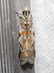 Olybria aliculella