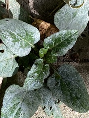 Golovinomyces sordidus