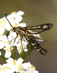 Pyropteron triannuliformis
