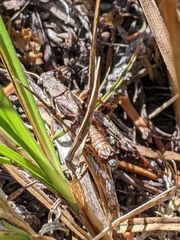 Melanoplus montanus