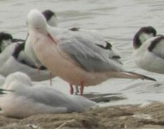 Chroicocephalus genei