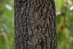 Diospyros virginiana