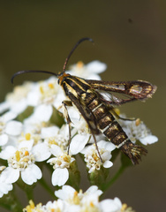 Pyropteron triannuliformis