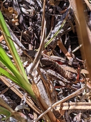Melanoplus montanus