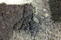 Lampropeltis alterna