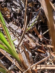 Melanoplus montanus