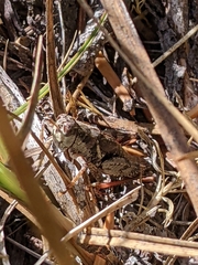 Melanoplus montanus