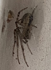 Theridiidae