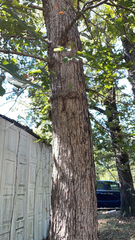 Quercus alba