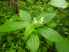 Tinantia macrophylla
