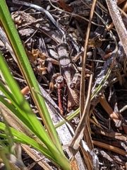 Melanoplus montanus