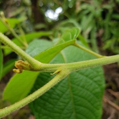 Baccaurea polyneura